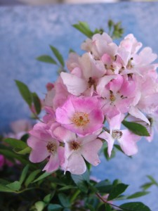 Pink Climbing Rose 1