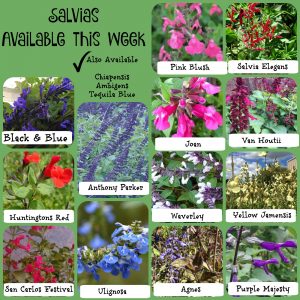 Salvias Feb 16