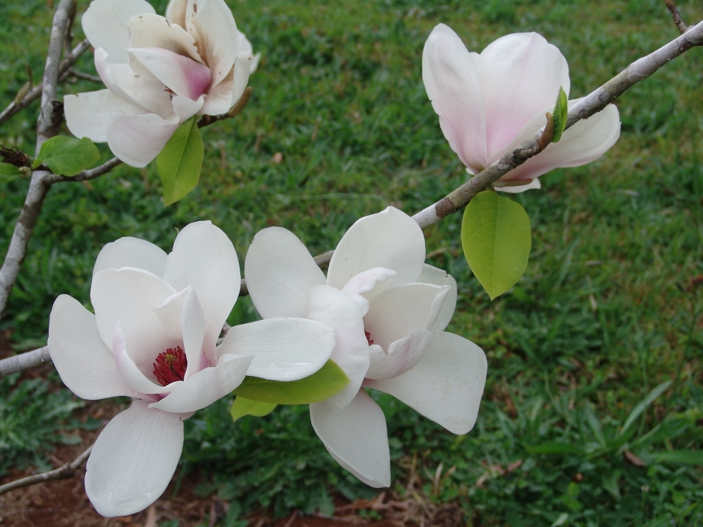 Magnolias Deciduous and Evergreen