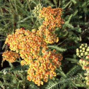 Achillea Terracotta