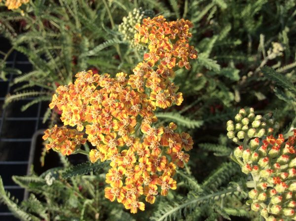 Achillea Terracotta