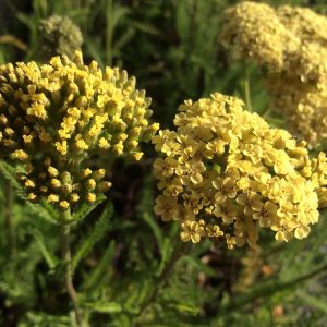Achillea Hella Glashoff
