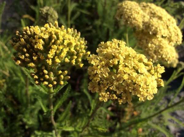 Achillea Hella Glashoff