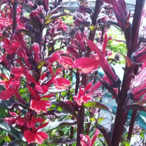 Lobelia Elm Fire