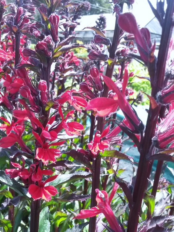 Lobelia Elm Fire