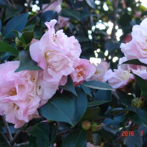 Camellias