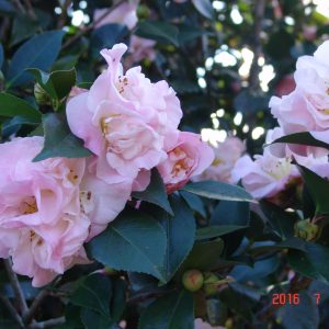 Camellias