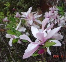 Magnolia Pinkie
