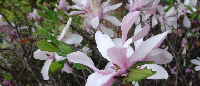 Magnolia Pinkie