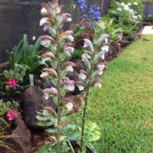 Acanthus mollis dwarf