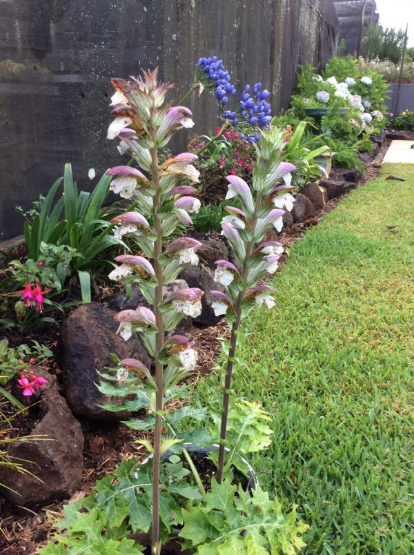 Acanthus mollis dwarf
