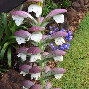 Acanthus Mollis - Oyster Plant
