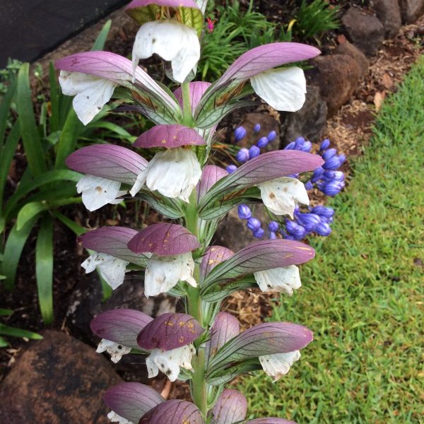 Acanthus Mollis - Oyster Plant
