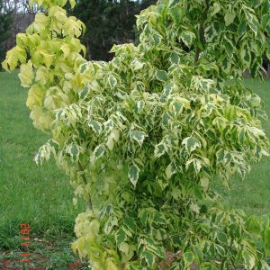 Acer Negundo Variegated Gold