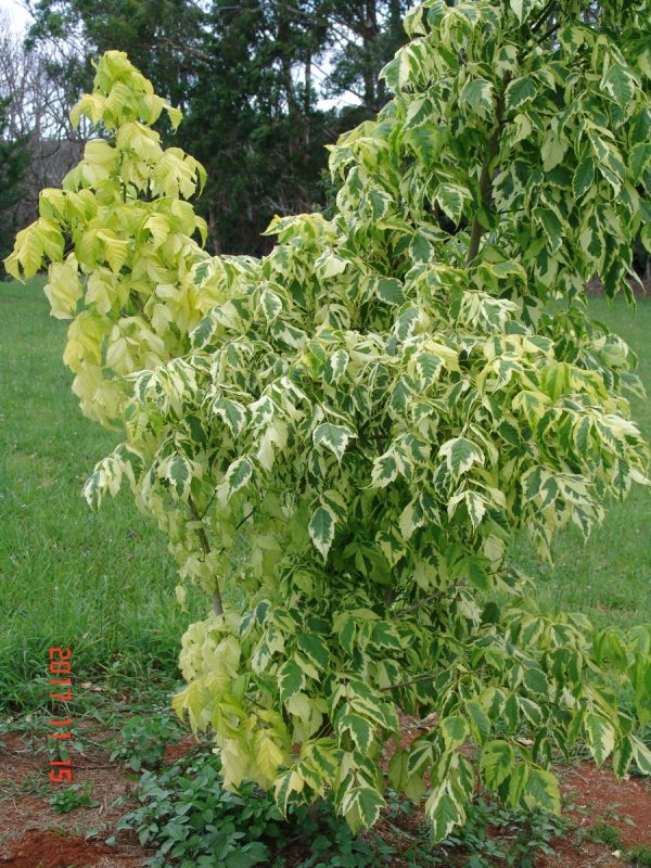Acer Negundo Variegated Gold