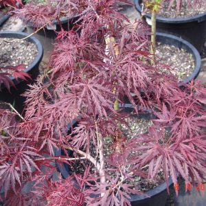 Acer palmatum Crimson Queen
