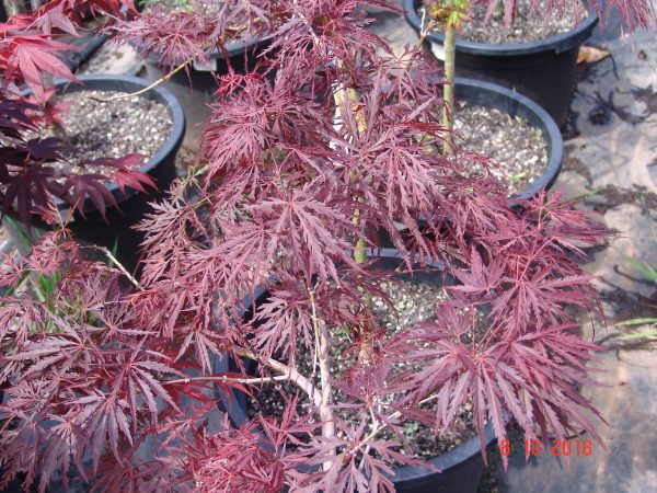 Acer palmatum Crimson Queen