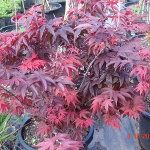 Acer Palmatum Okagami