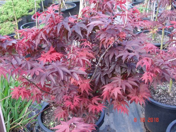 Acer Palmatum Okagami