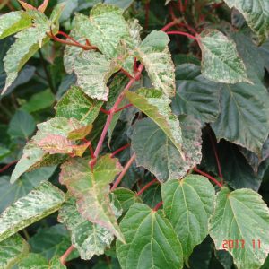 Acer Red Esk Flamingo red