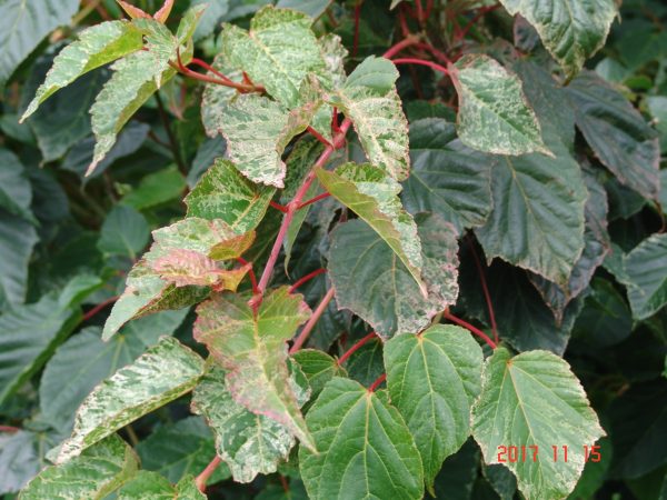 Acer Red Esk Flamingo red
