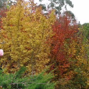 Acer Sango Kaku