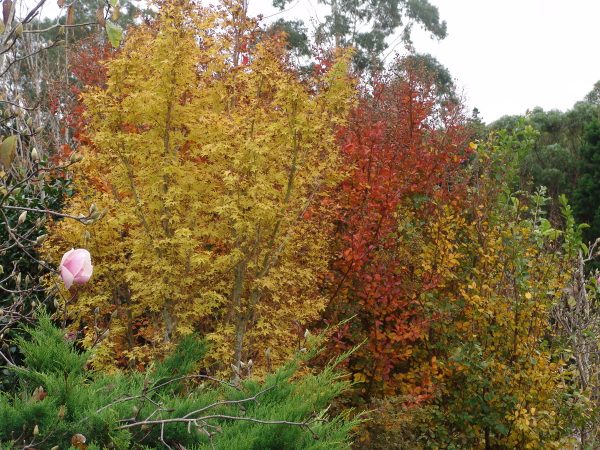 Acer Sango Kaku