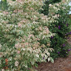 Acer Negundo Flamingo