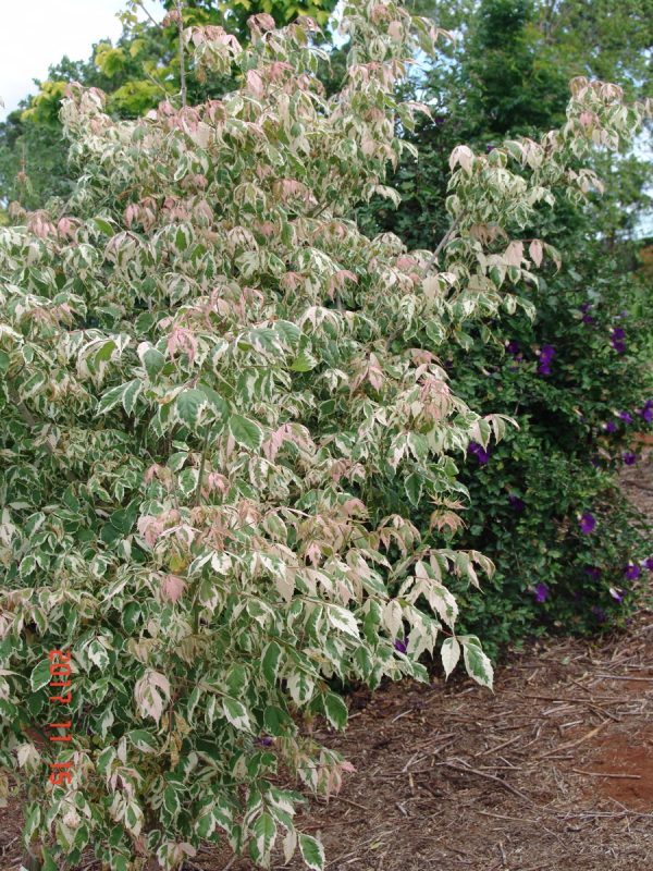Acer Negundo Flamingo
