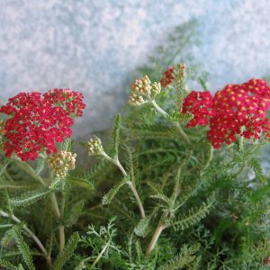 Achillea Beacon - Red