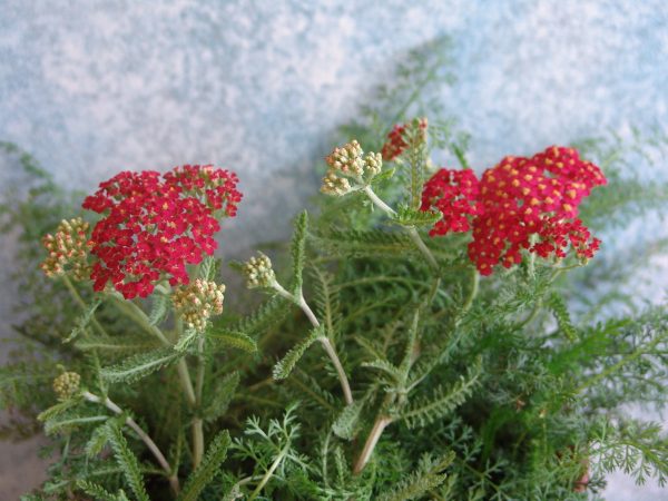 Achillea Beacon - Red