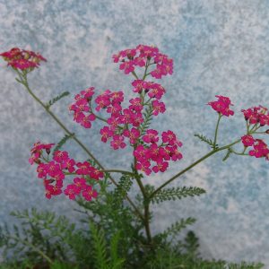 Achillea Cerise Queen