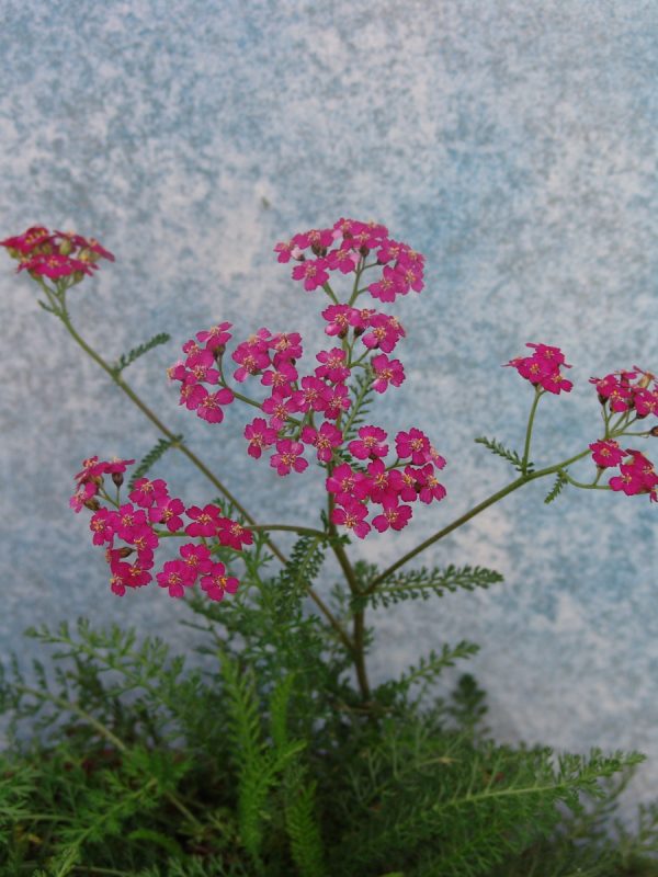 Achillea Cerise Queen