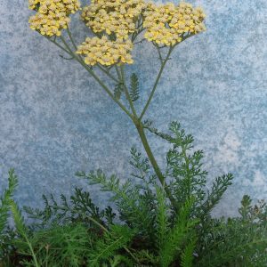 Achillea Moonshine