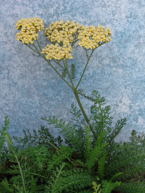 Achillea Moonshine