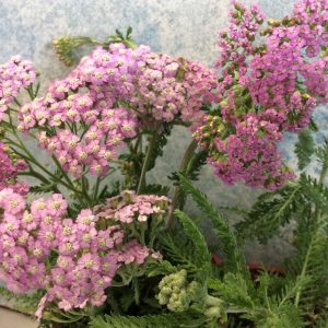 Achillea Pink