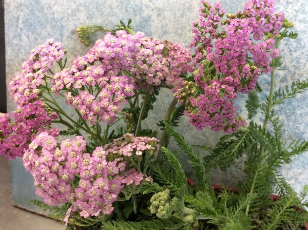 Achillea Pink