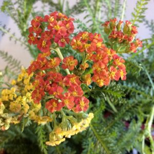 Achillea Walther Funcke