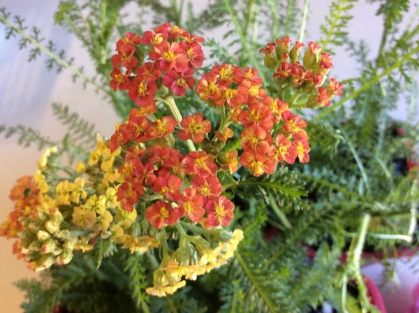 Achillea Walther Funcke