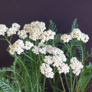 Achillea White