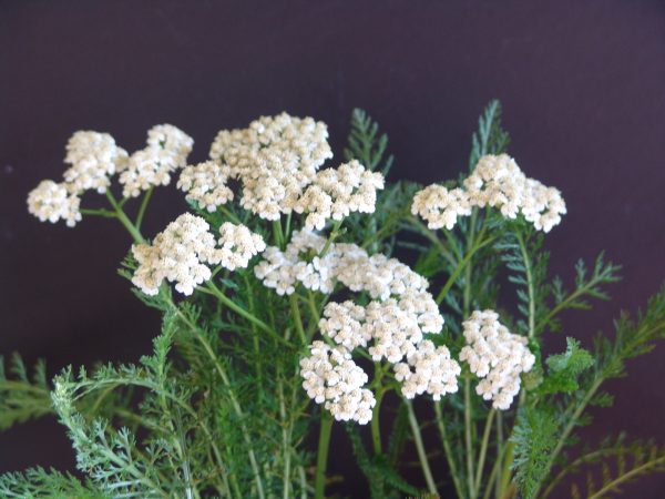 Achillea White