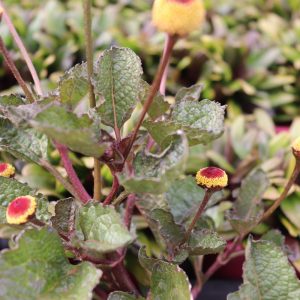 Acmella oleracea 'Peekaboo Plant'