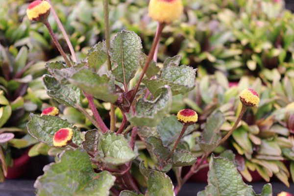 Acmella oleracea 'Peekaboo Plant'