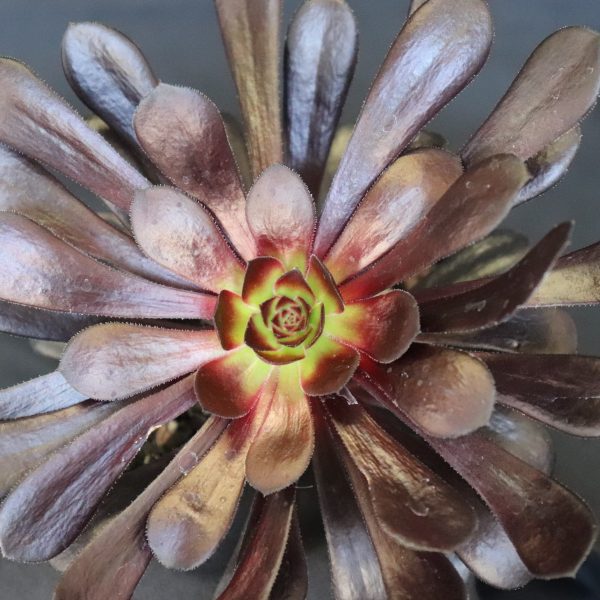 Aeonium Schwarzkopf