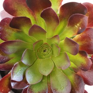 Aeonium Velour