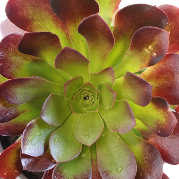 Aeonium Velour