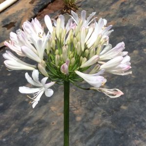 Agapanthus Strawberry Ice
