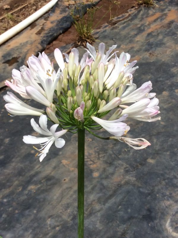 Agapanthus Strawberry Ice