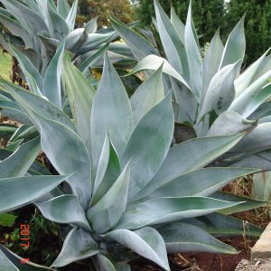 Agave Boutins blue