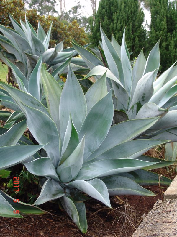 Agave Boutins blue